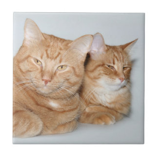 Orange tabbies tile