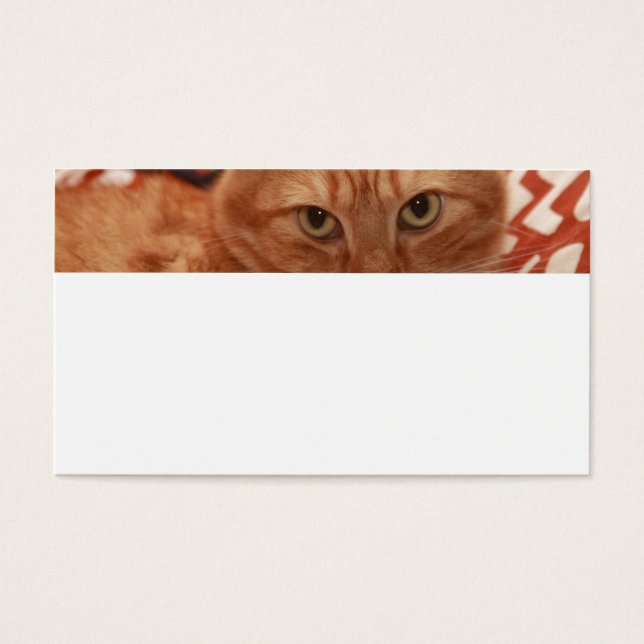 Orange Tabby (Front)