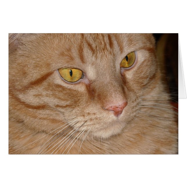 Orange Tabby Cat (Front Horizontal)