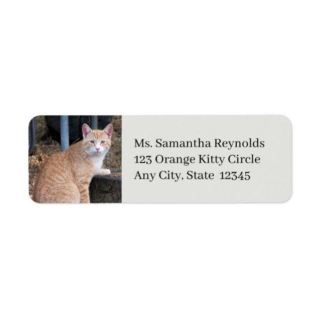 Orange Tabby Cat - Étiquettes d'adresse de retour (Devant)
