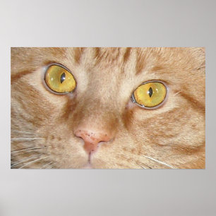 Orange Tabby Cat Eyes Poster