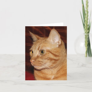 Orange Tabby Cat Face Profile Card