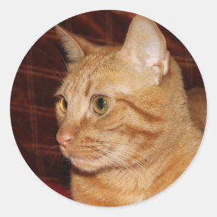 Orange Tabby Cat Face Profile Classic Round Sticker