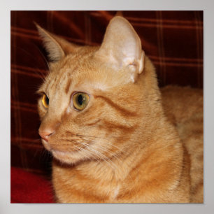 Orange Tabby Cat Face Profile Poster