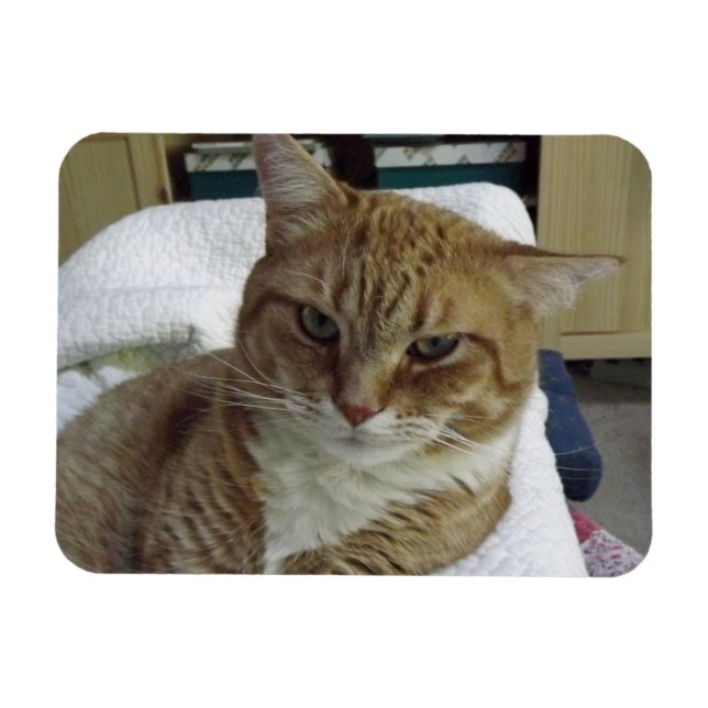 Orange Tabby Cat Flexible Magnet (Horizontal)