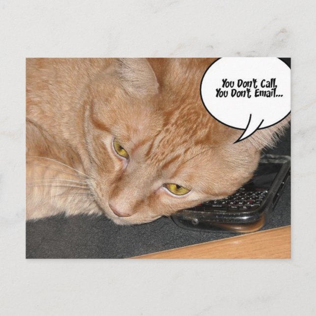 Orange Tabby Cat Humour Postcard (Front)