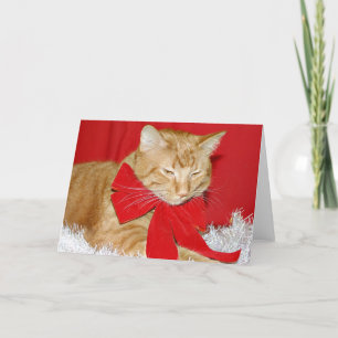 Orange tabby cat in bow holiday card