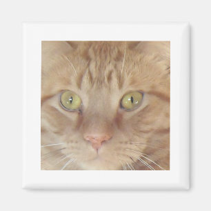 Orange Tabby Cat Magnet