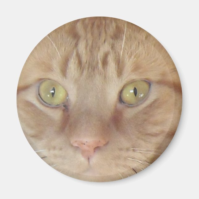 Orange Tabby Cat Magnet (Front)