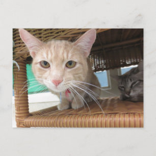 Orange Tabby Cat Postcard
