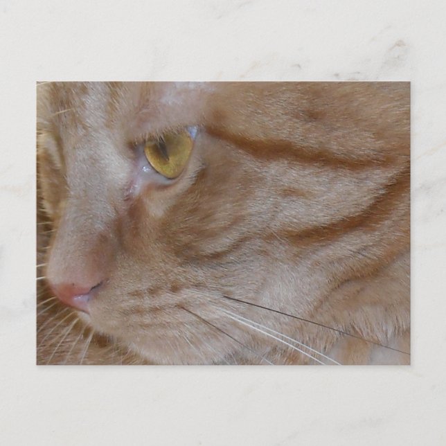 Orange Tabby Cat Postcard (Front)