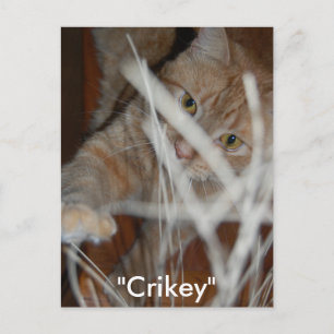 Orange Tabby Cat Postcard