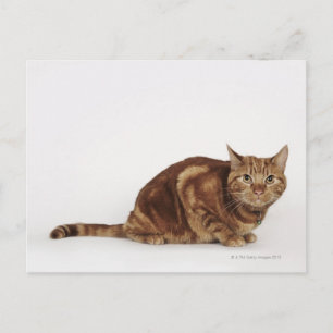 Orange Tabby cat Postcard