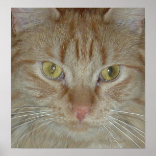 Orange Tabby Cat Poster