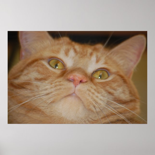 Orange Tabby Cat Poster (Front)