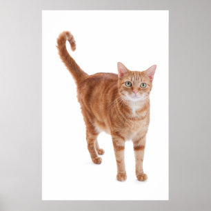 Orange Tabby Cat Poster