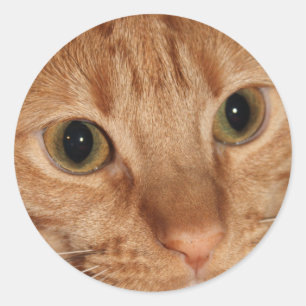 Orange Tabby Cat Profile Face Close up Classic Round Sticker