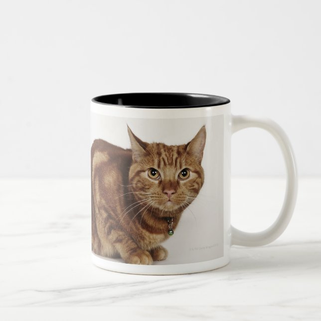 Orange Tabby cat Two-Tone Coffee Mug (Right)