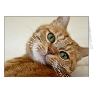 Orange Tabby Cat with Green Eyes