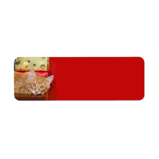 Orange tabby Christmas