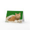 Orange tabby Christmas