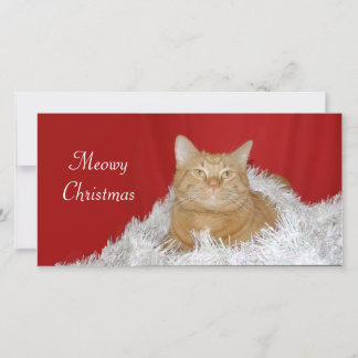 Orange tabby Christmas Holiday Card