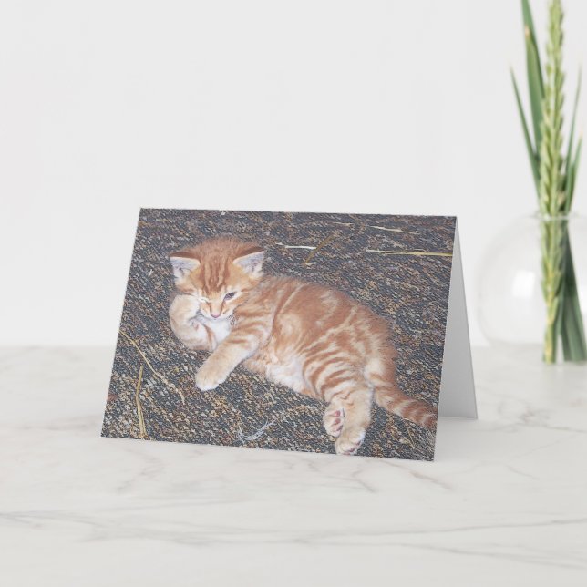 Orange Tabby Feral Kitten Card (Front)