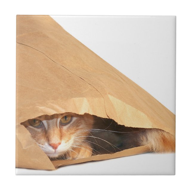 Orange tabby in bag tile (Front)