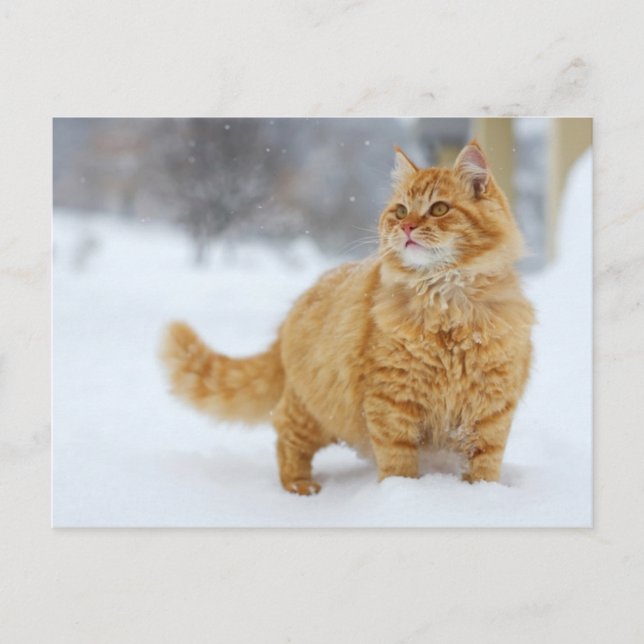 Orange Tabby in the snow Postcard (Front)