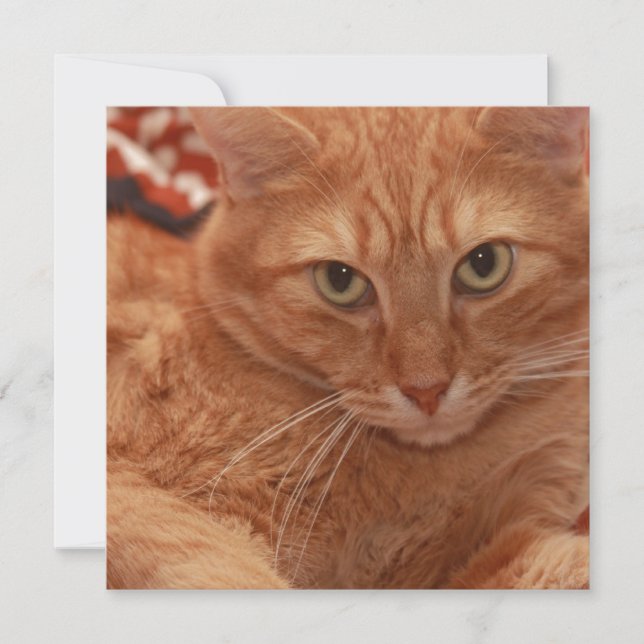 Orange Tabby Invitation (Front)