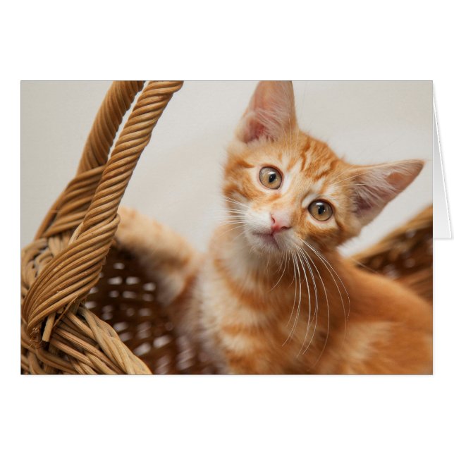 Orange Tabby Kitten (Front Horizontal)