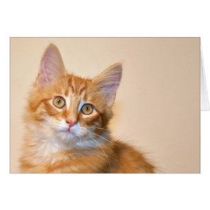 Orange tabby kitten