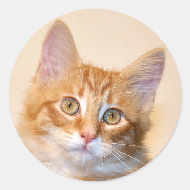 Orange tabby kitten classic round sticker (Front)