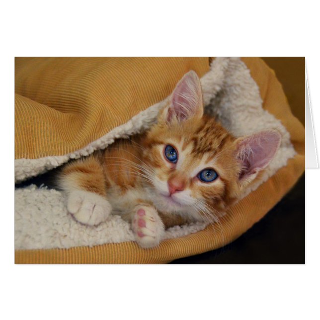 Orange Tabby Kitten in Bed (Front Horizontal)