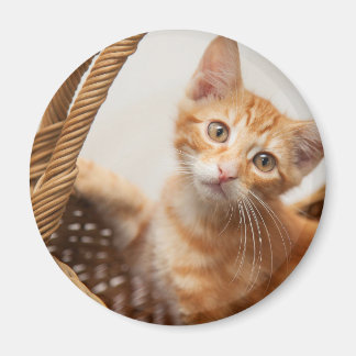 Orange Tabby Kitten Magnet