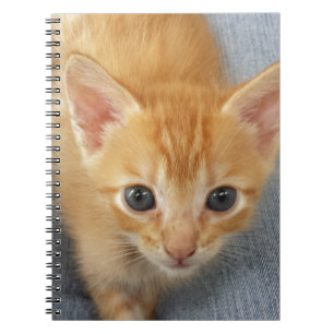 Orange tabby kitten notebook