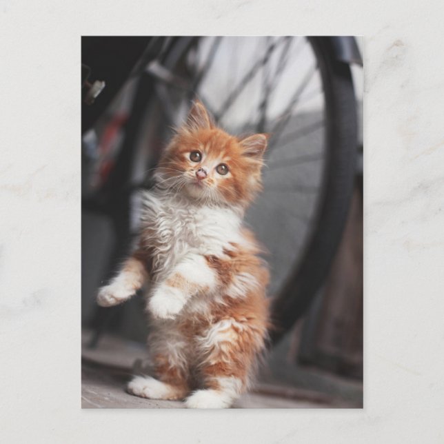 Orange Tabby Kitten Postcard (Front)