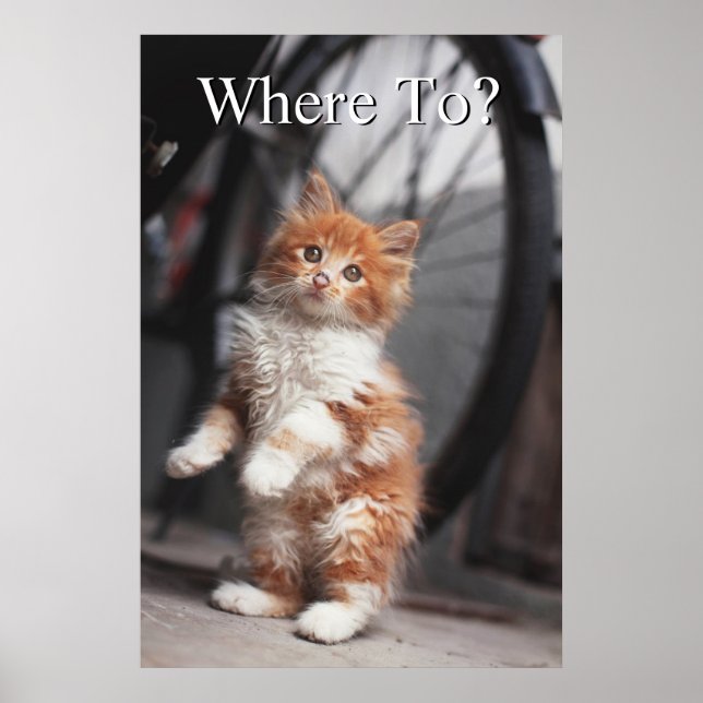 Orange Tabby Kitten Poster (Front)