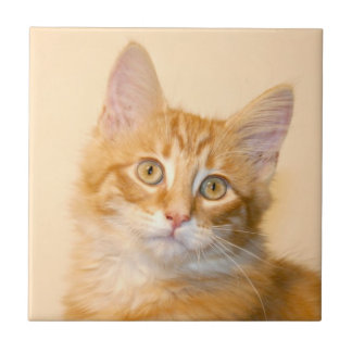 Orange tabby kitten tile