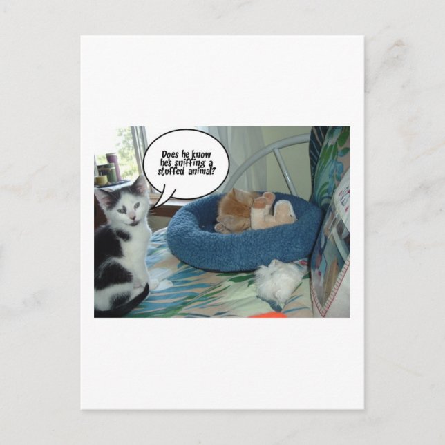 Orange Tabby Kitty Cat Postcard (Front)