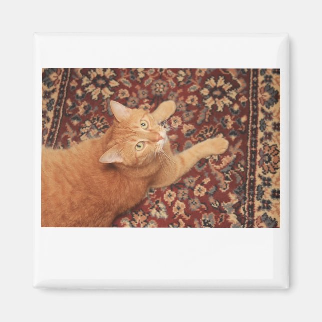 Orange Tabby Magnet (Front)