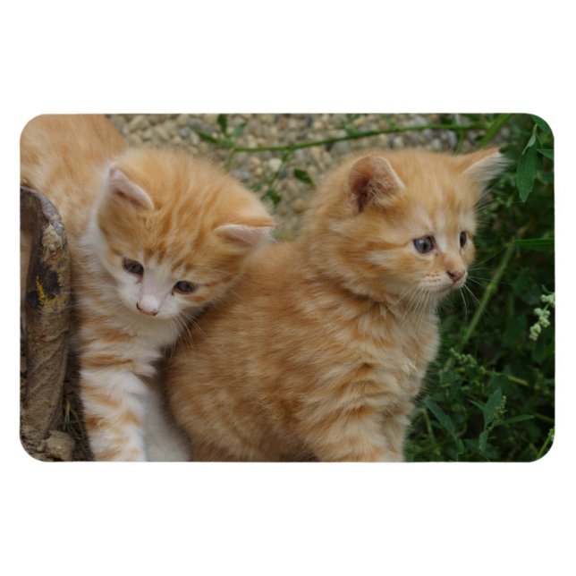 Orange Tabby Siblings Magnet (Horizontal)