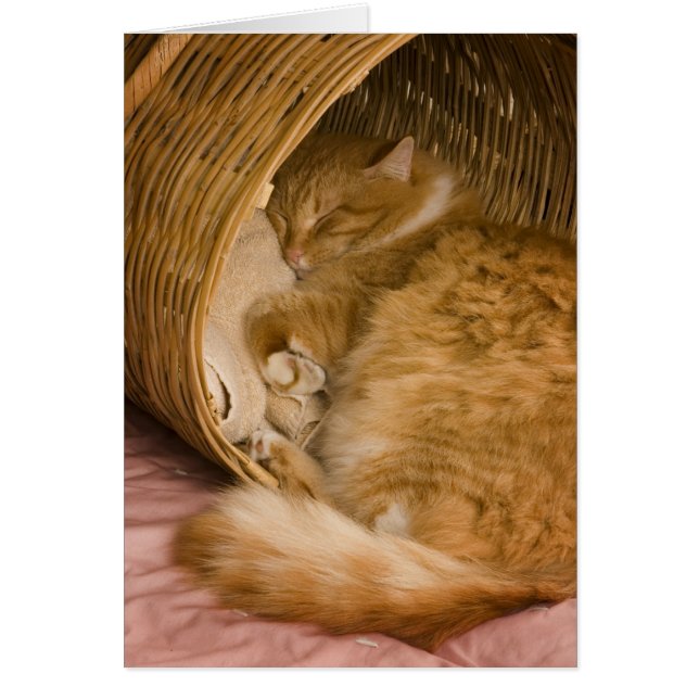 Orange tabby sleeping in hamper (Front)