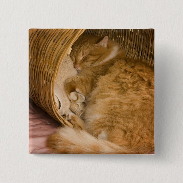 Orange tabby sleeping in hamper 2 inch square button (Front)