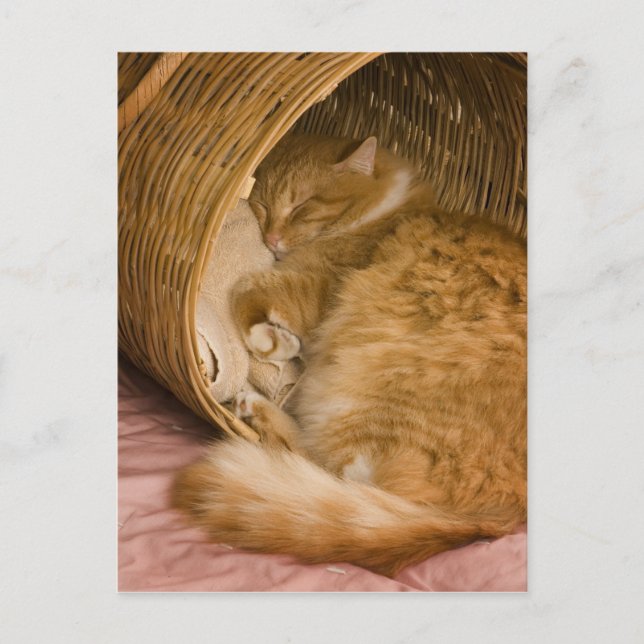 Orange tabby sleeping in hamper postcard (Front)
