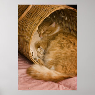 Orange tabby sleeping in hamper poster
