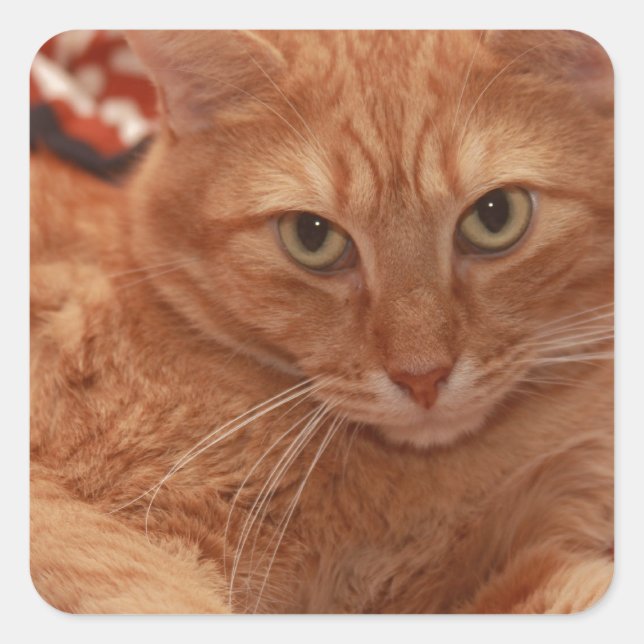 Orange Tabby Square Sticker (Front)