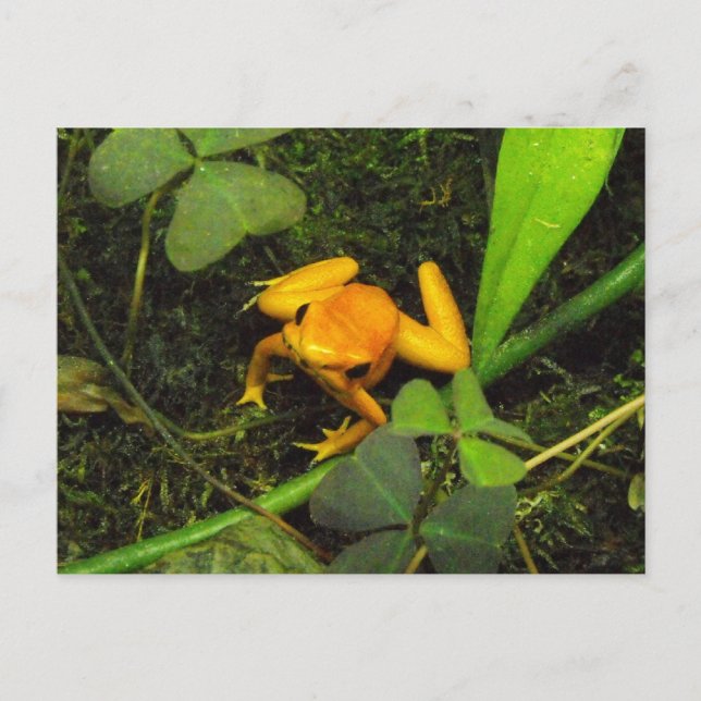 Orange terribilis Poison Dart Frog Postcard (Front)