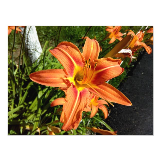 Orange Tiger Lilies Photo Print (Front)