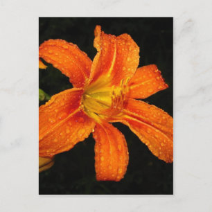 Orange Tiger Lily Flowers Postcard